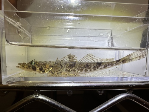 Robijn-platkopvis (Sunagocia carbunculus) — Platycephalidae — 4