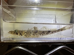Papillose Flathead photo 5