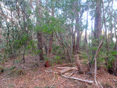 Acacia longifolia longifolia