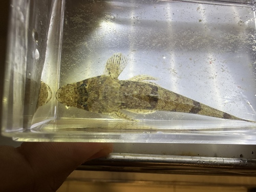 Robijn-platkopvis (Sunagocia carbunculus) — Platycephalidae — 3