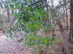 Acacia longifolia longifolia