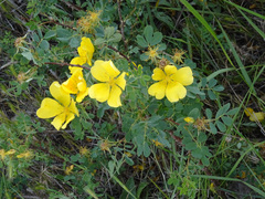 Rosa foetida, photograph (c) Joey Bom, some rights reserved (CC BY)