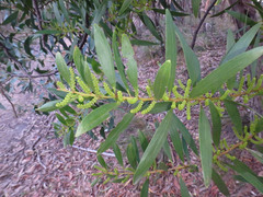 Acacia longifolia longifolia