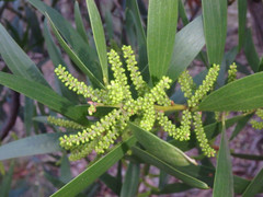 Acacia longifolia longifolia