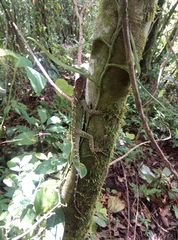 Enyalioides laticeps