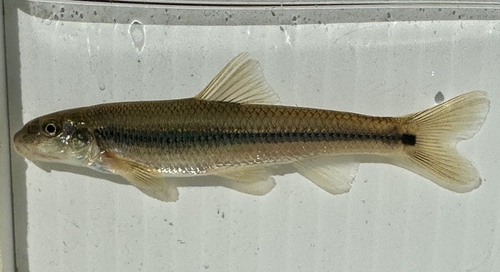 Suckermouth minnow (Phenacobius mirabilis) — Cyprinidae