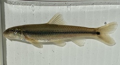 Suckermouth Minnow photo 2