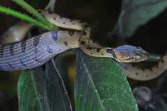 Leptodeira polysticta