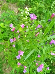 Echium plantagineum