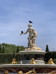 Corvus corone