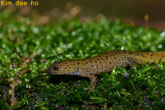 Hynobius leechii