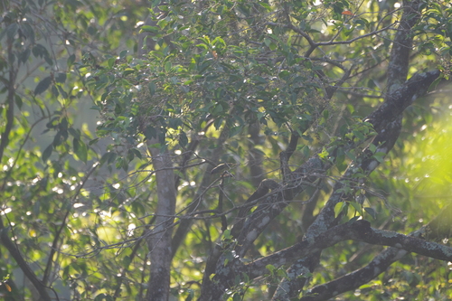 Javan Heleia (Heleia javanica), photo 9