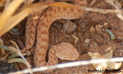 Cerastes vipera