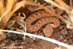 Cerastes vipera