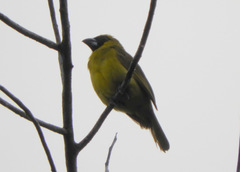 Caryothraustes canadensis