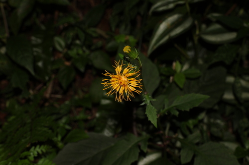 Gynura japonica iNat (1)