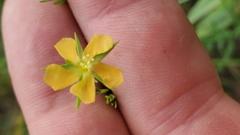 Hypericum drummondii