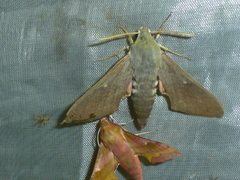 Hyles vespertilio