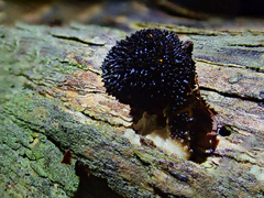 Lycoperdon compactum