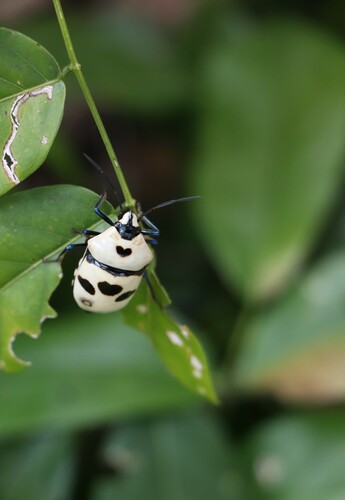Death Head Bug