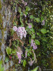 Bergenia