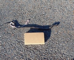 Nerodia clarkii clarkii