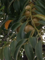 Diospyros kotoensis