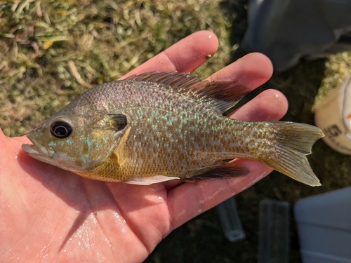 Greengill Sunfish