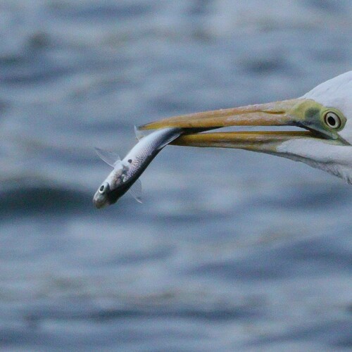 Dotted gizzard shad (Konosirus punctatus) — Clupeidae — 5
