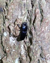 Figulus binodulus