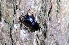 Figulus binodulus