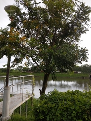 Diospyros kotoensis