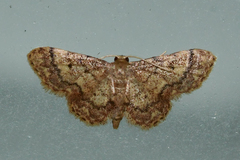 Idaea celtima