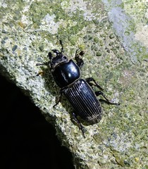 Figulus binodulus
