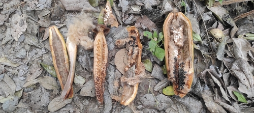Pseudobombax millei (Standl.) A.Robyns 2