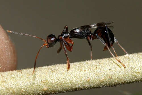 Neodryinus observed 2024-10-19