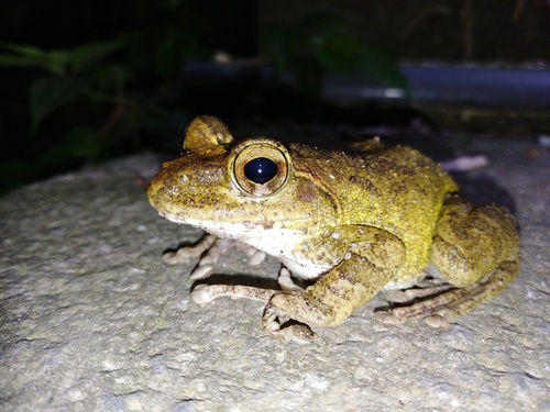 来源 相关观察 什么           (buergeria robusta)        观察者