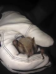 Chiroderma villosum