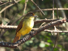 Yellow-Bellied Greenbul photo 3