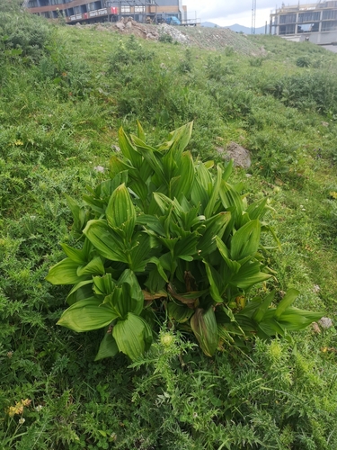 kýchavica Lobelova (Veratrum lobelianum)