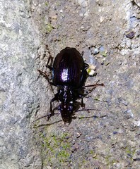 Physodera eschscholtzii