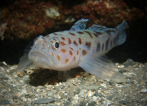 Leopard-spotted Goby