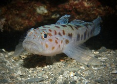Leopard-spotted Goby