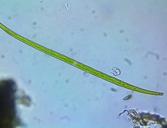 Closterium gracile