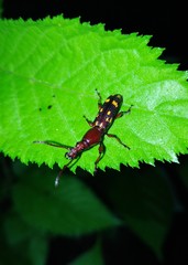 Baryrhynchus poweri