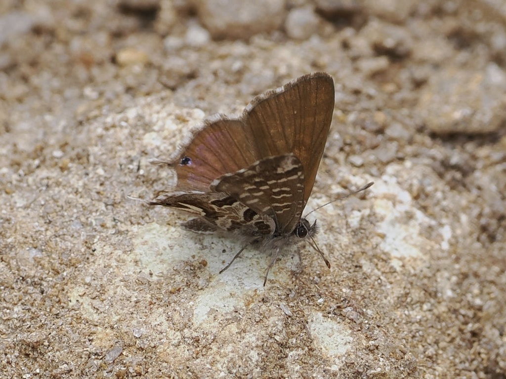 Cacyreus palemon