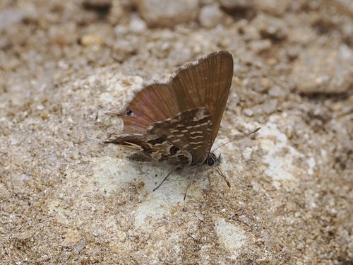 Cacyreus palemon