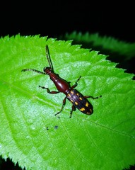 Baryrhynchus poweri