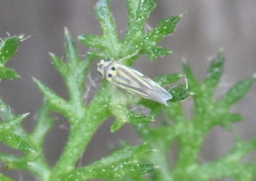 Eupteryx tenella, Groesbeek, Nederland, photo 6 of 10
