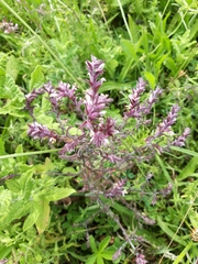 Odontites vernus